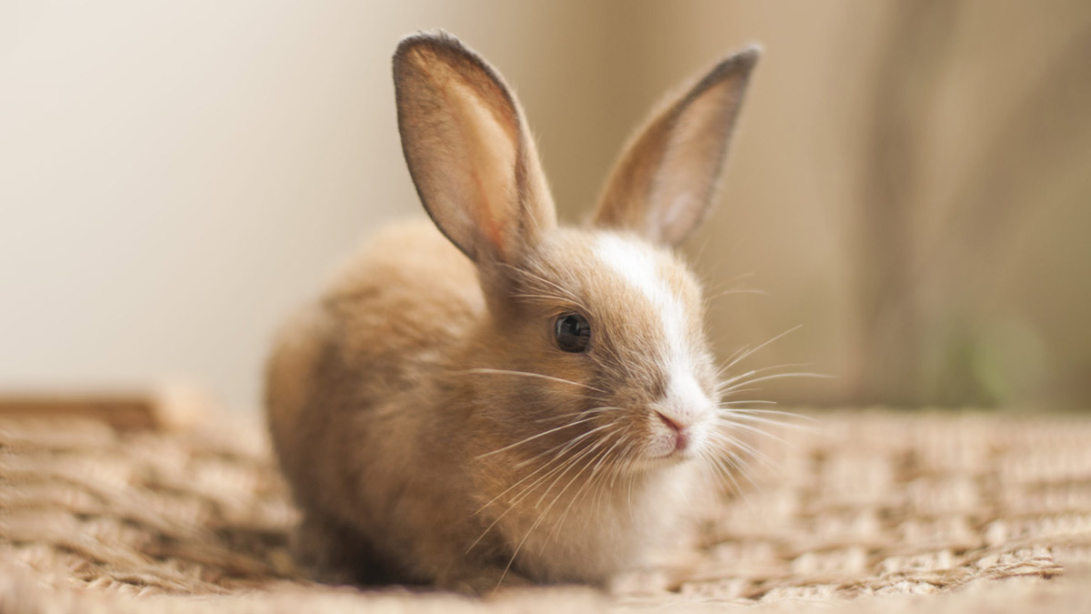 lucky animals for home