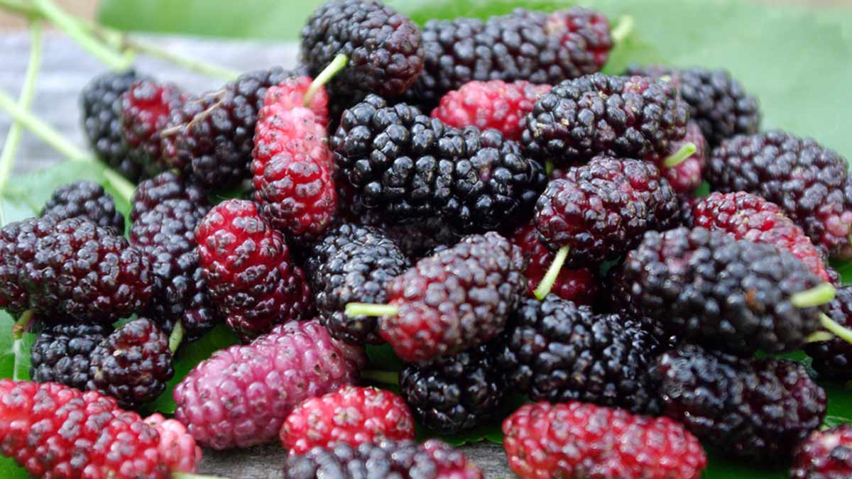 mulberry fruit tips and tricks