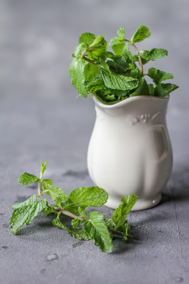 plant mint in bottle