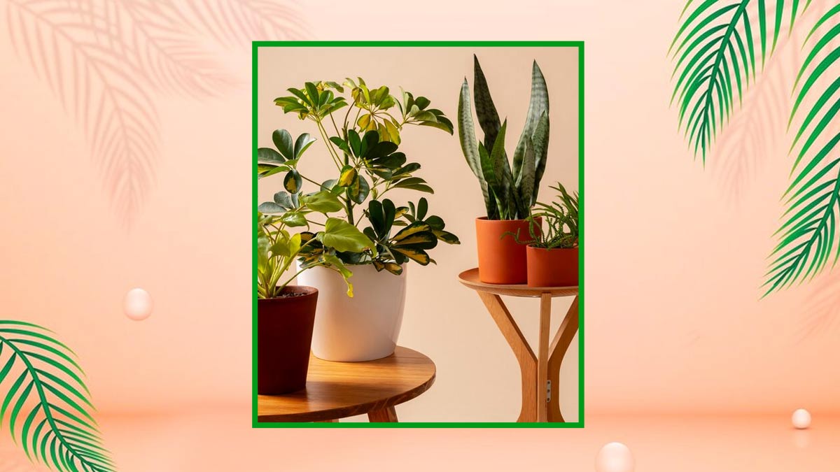 relaxing plants for home