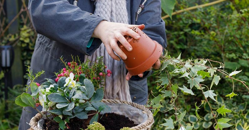 step by step hanging basket planting