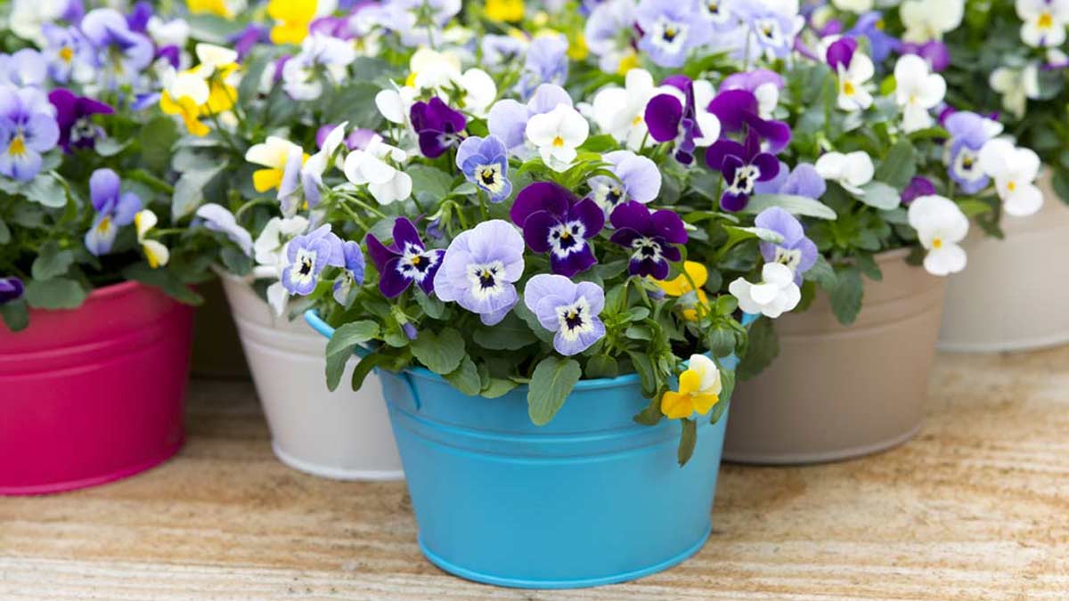 summer plants care tip