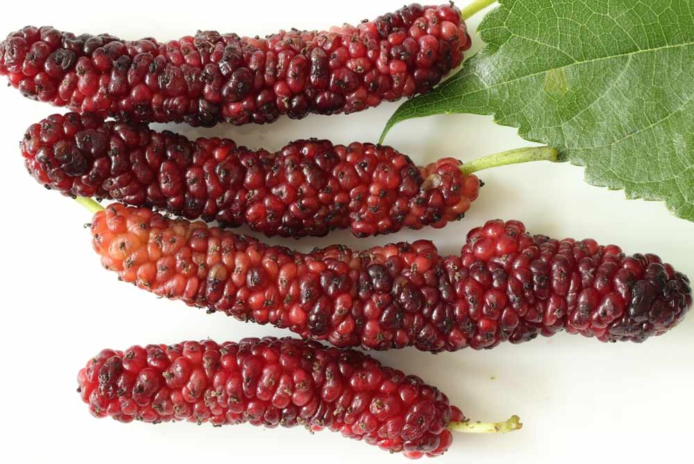 things to keep in mind while buying mulberry fruit