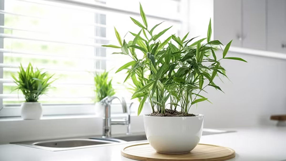 Top 5 Indoor Plants To Elevate Your Kitchen Decor | HerZindagi