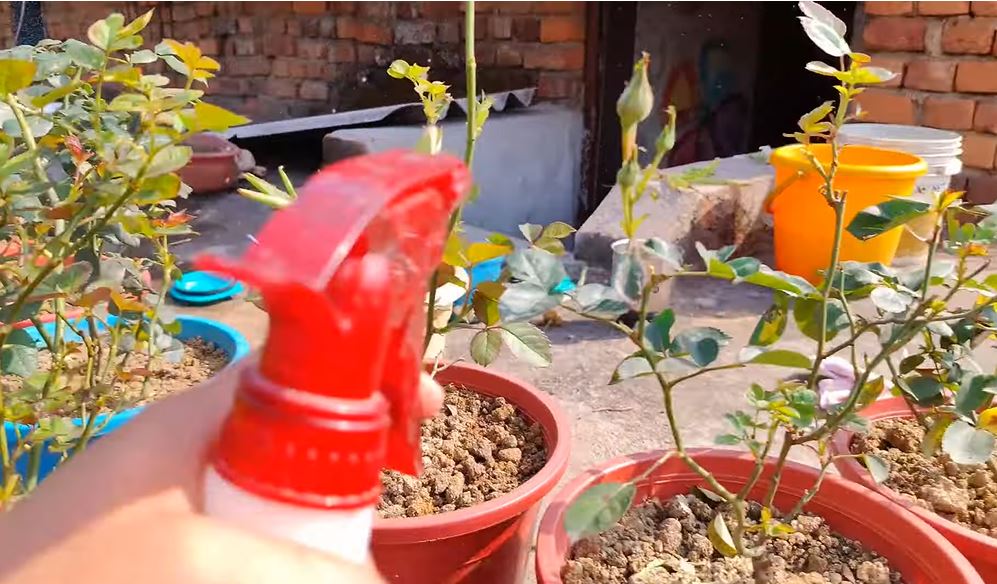 uses aloe vera ideas