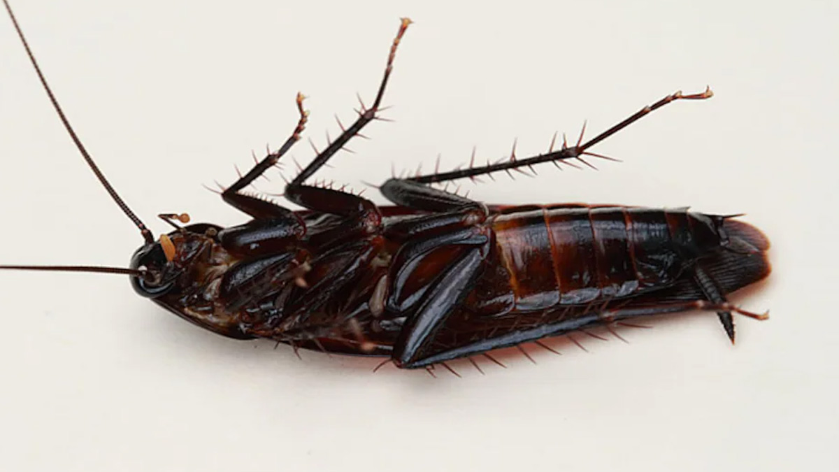 what causes cockroaches in a clean house