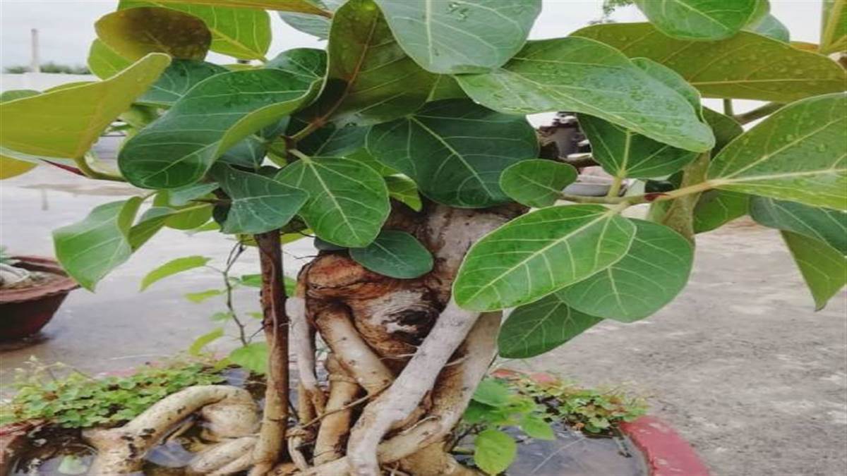 what is the significance of pouring milk in banyan tree