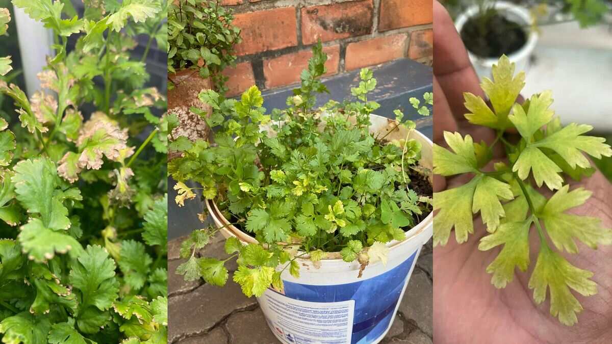 Coriander Plant Care गार्डन में धनिया के पत्ते बारबार पीले आने का