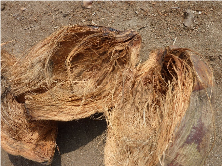 Cocopeat Use For Plant