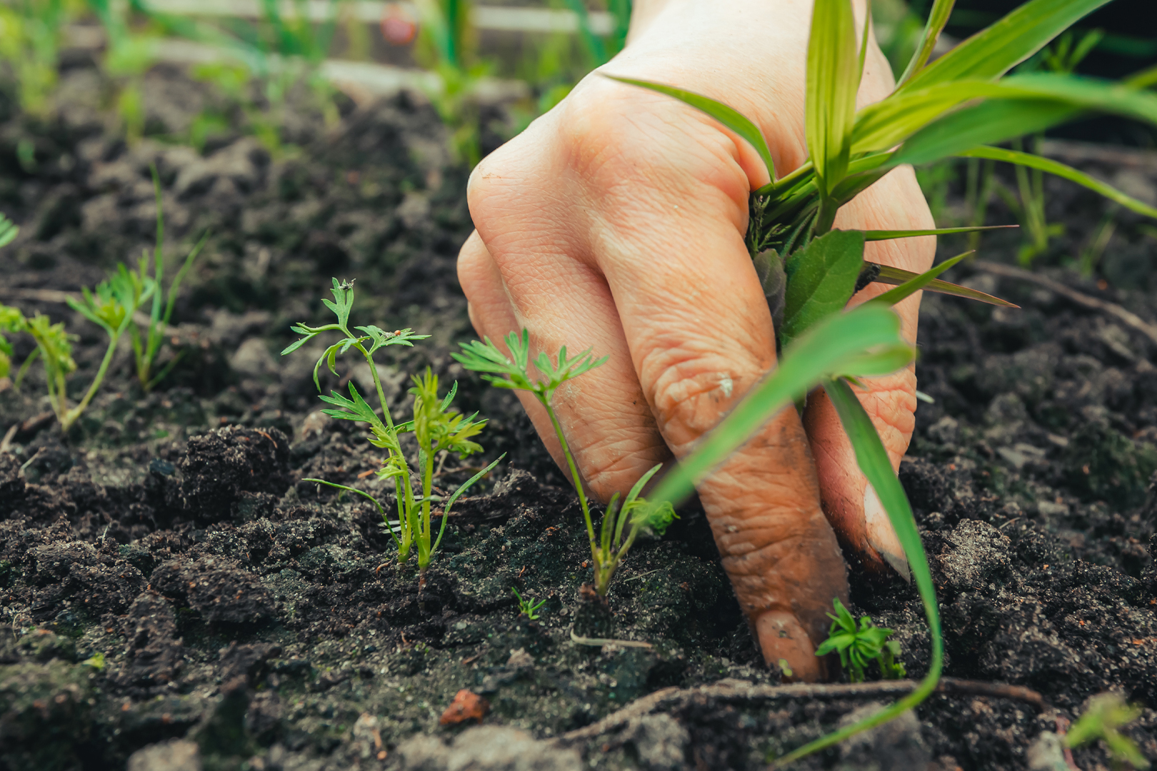 Consider preemergence herbicide, Use vinegar, Burn weeds