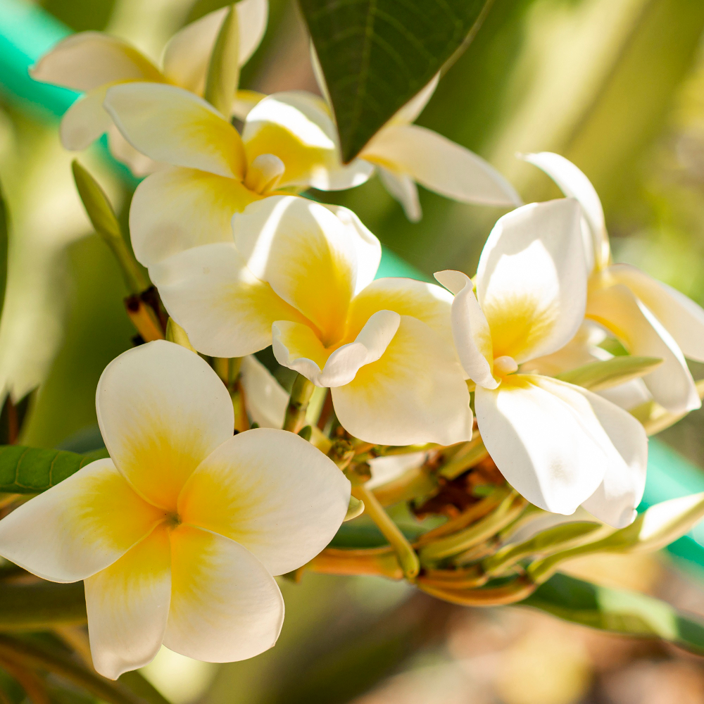 Frangipani