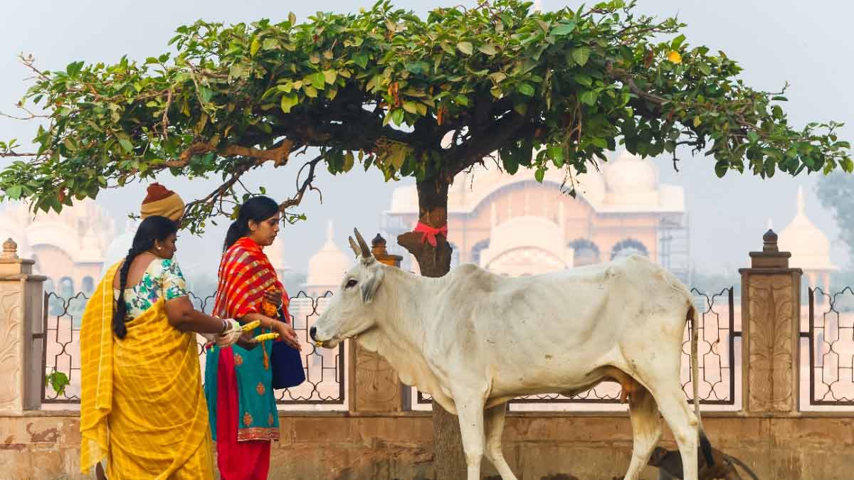 Gokulashtami  Feed these things to cow for prosperity