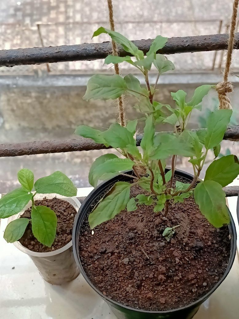 How long can we keep tulsi plant inside home