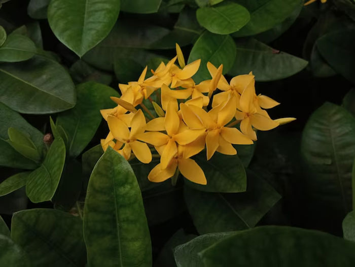 How to grow yellow jaismine plant