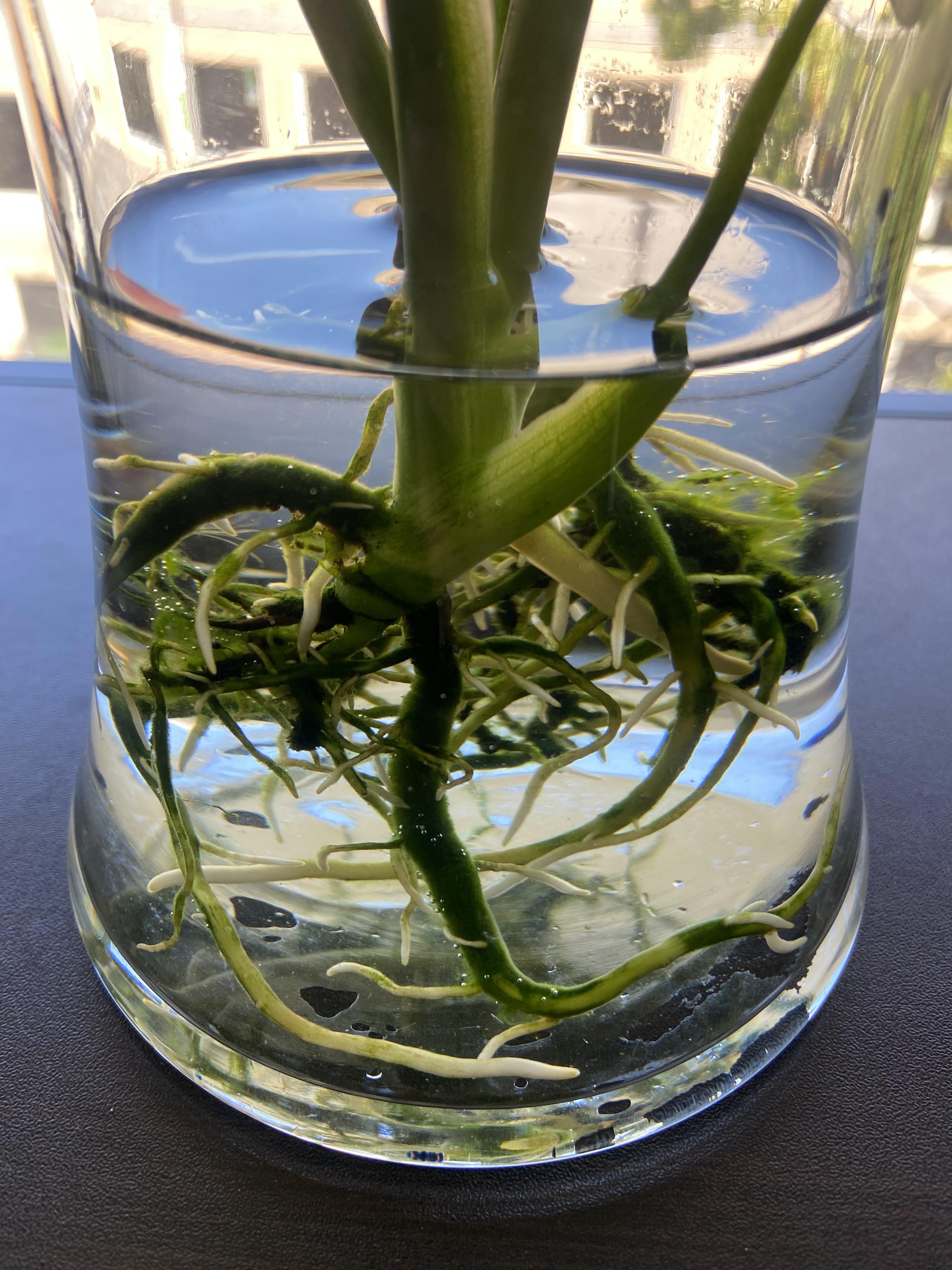 Water Plants in Pots पानी वाले पौधों की जड़ों पर जमी काई से कैसे