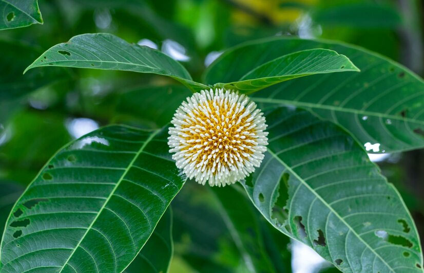 Kadamba tree health benefits