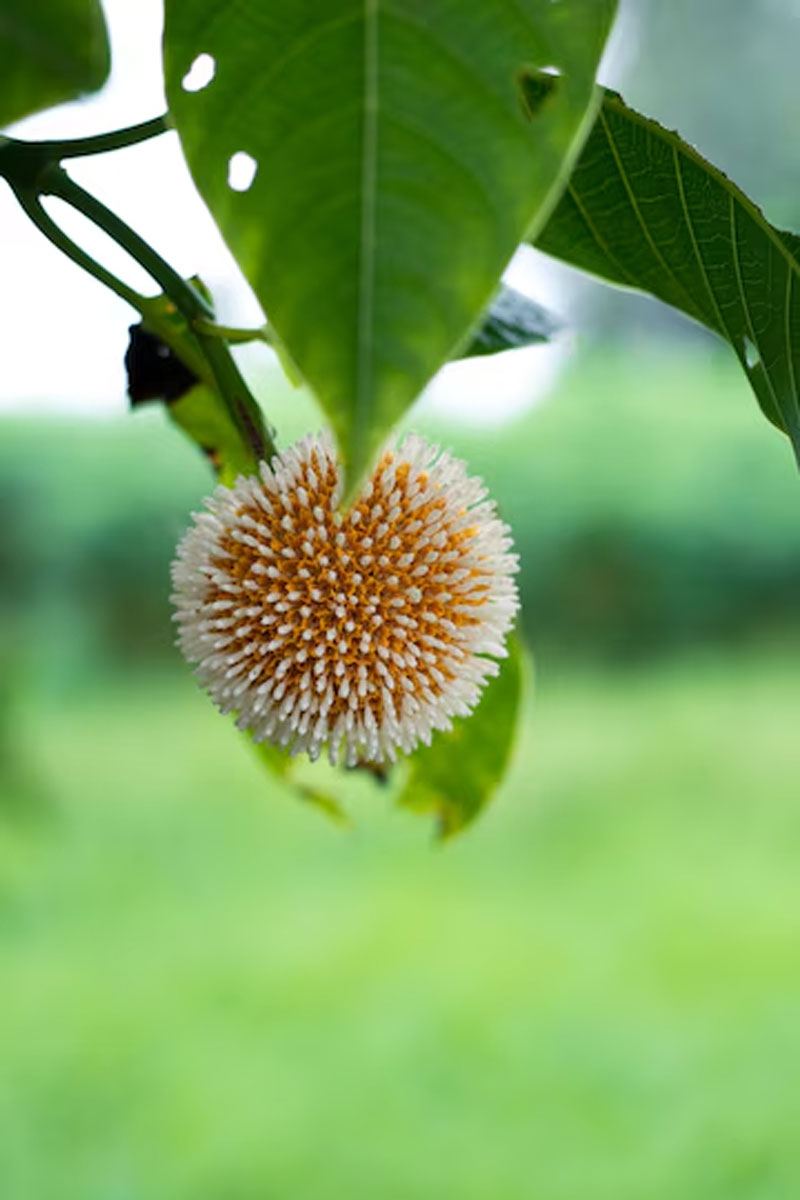 Kadamba tree spiritual significance