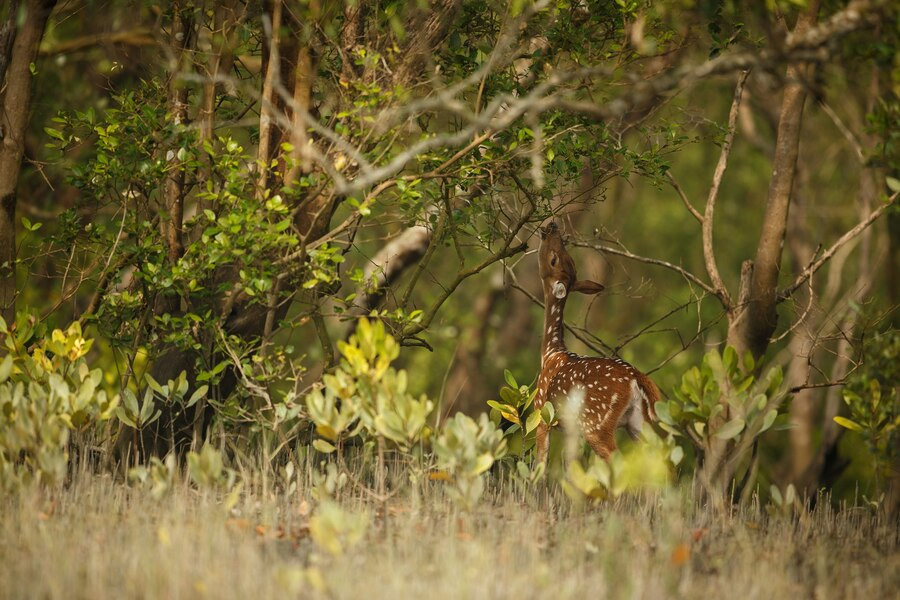 Kambalakonda Wildlife Sanctuary