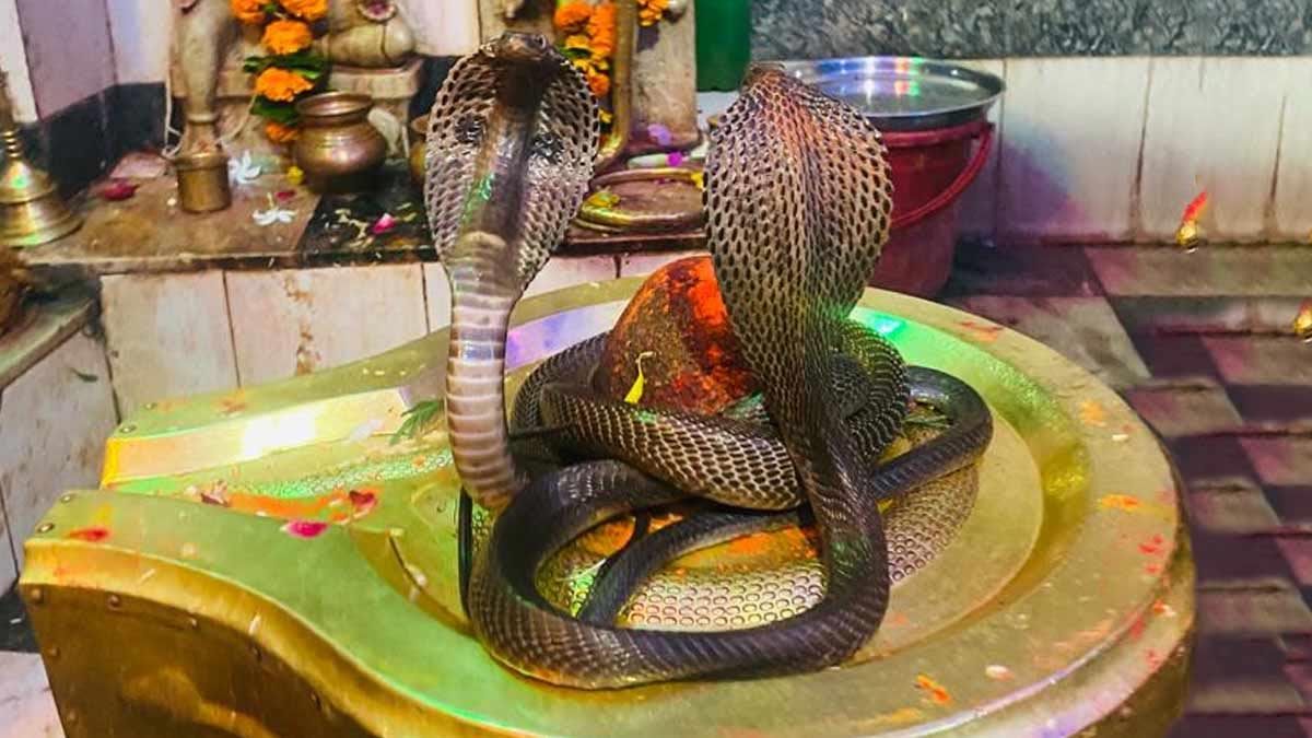 Nag Panchami 2024: इन चार तरीकों से करें सावन पंचमी के दिन नाग देवता की ...