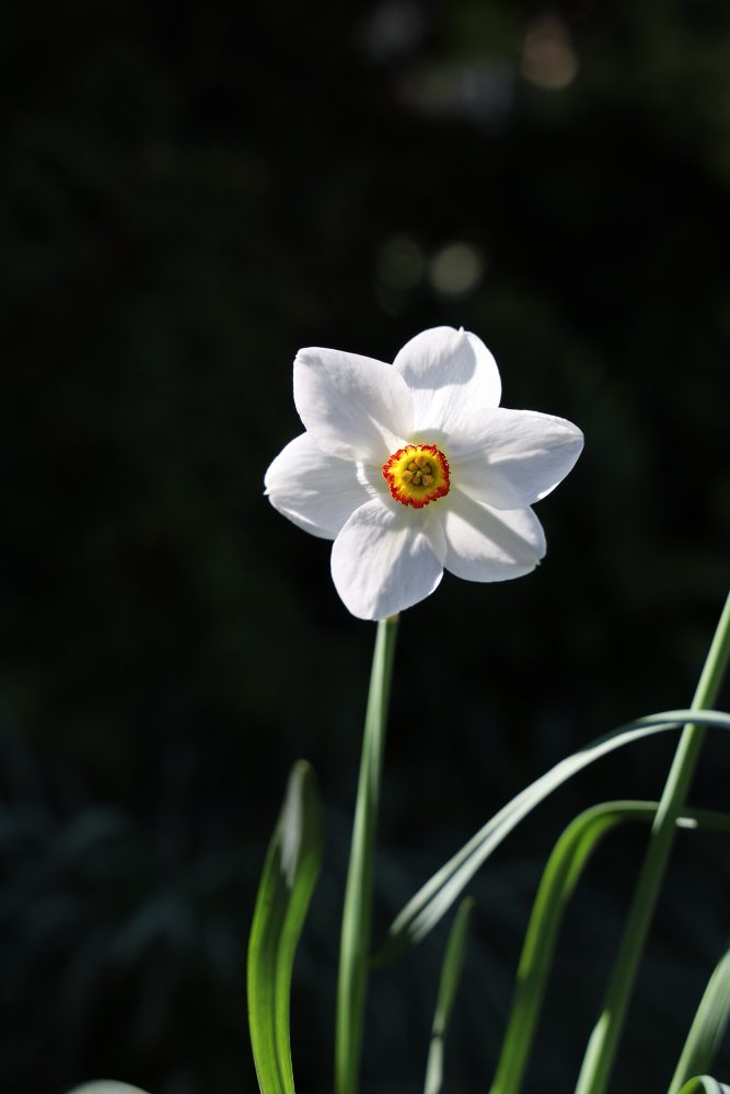 Narcissus