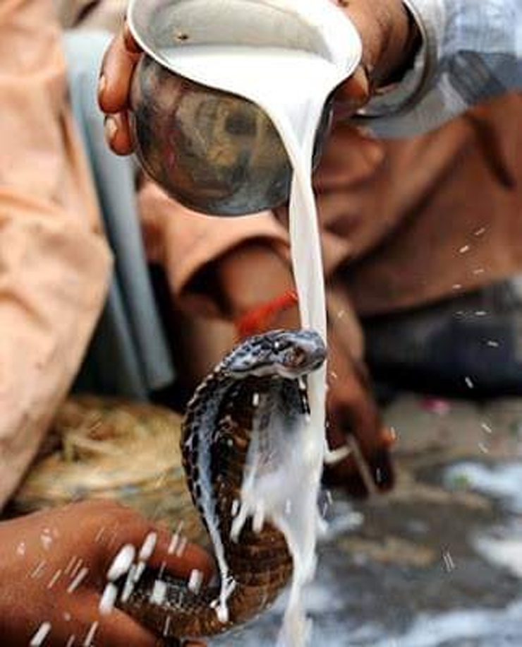 Snake Intresting Facts