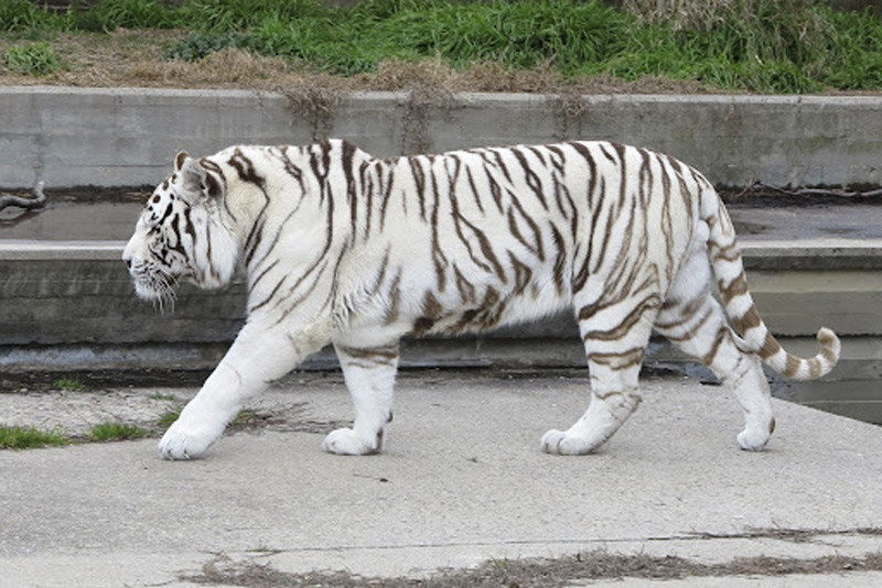 White Tiger In Rewa