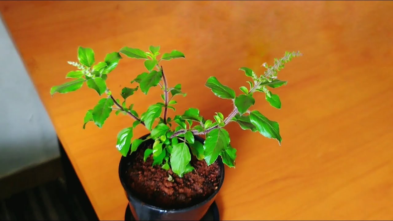 Why is Tulsi kept outside the house