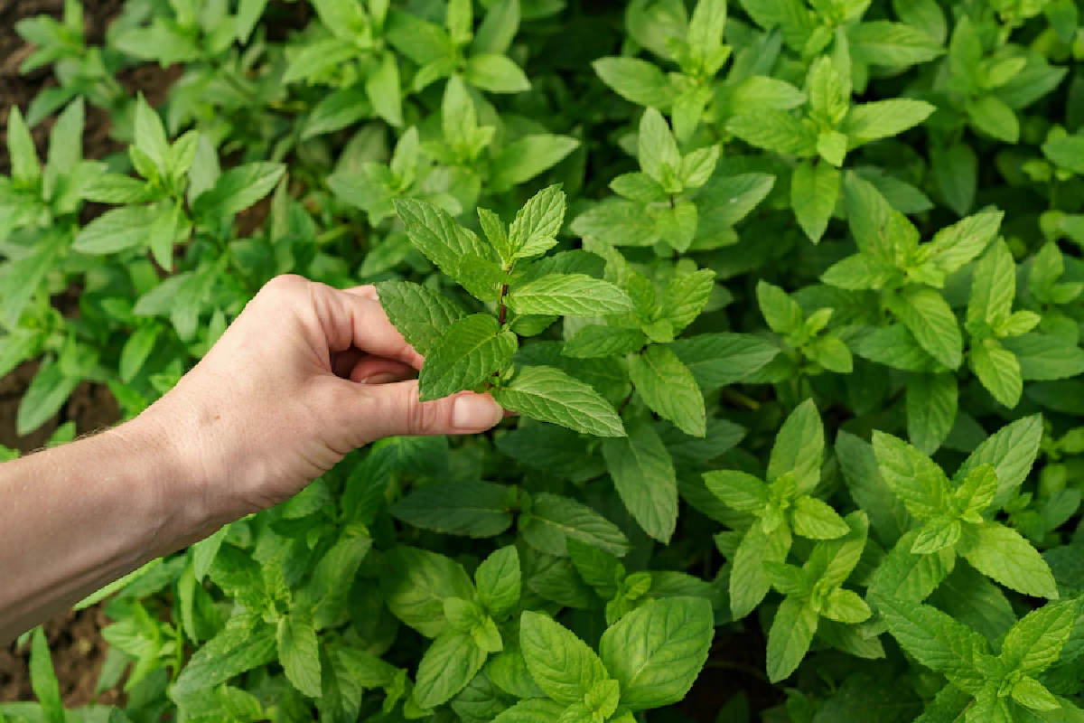 basil in hindi