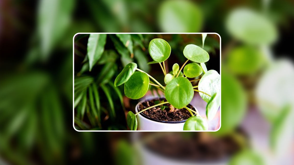 best money plant care tips