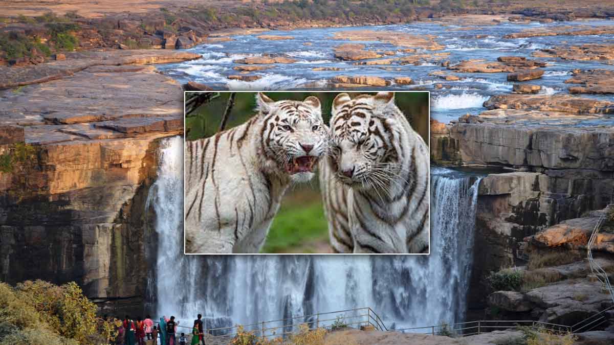 Madhya Pradesh Travel: व्हाइट टाइगर देखना है, तो मानसून में मध्य प्रदेश की इस  शानदार जगह पहुंच जाएं | best places to visit in rewa madhya pradesh |  HerZindagi