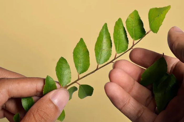 curry leaf inside