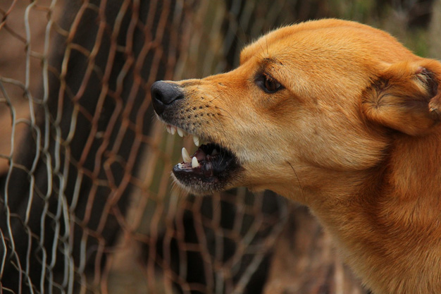 dog indications in pitru paksha