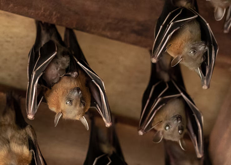 easy hacks to get rid bats at home