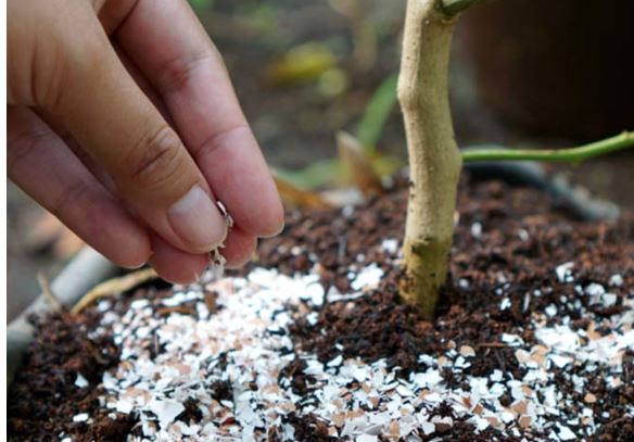 eggshells fertilizer for rose