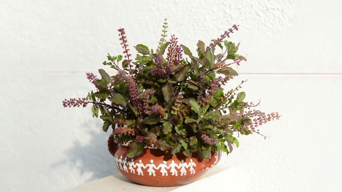 expert tips on tulsi plant growth