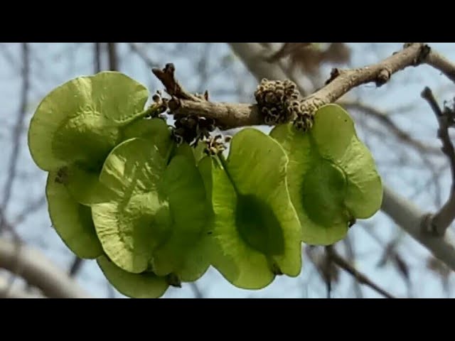 gotu kola leaves