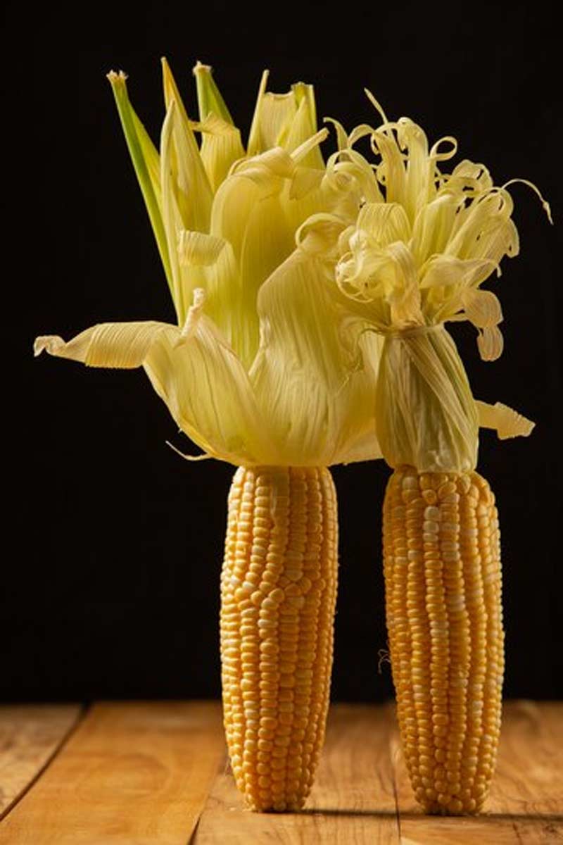 grow corn at home