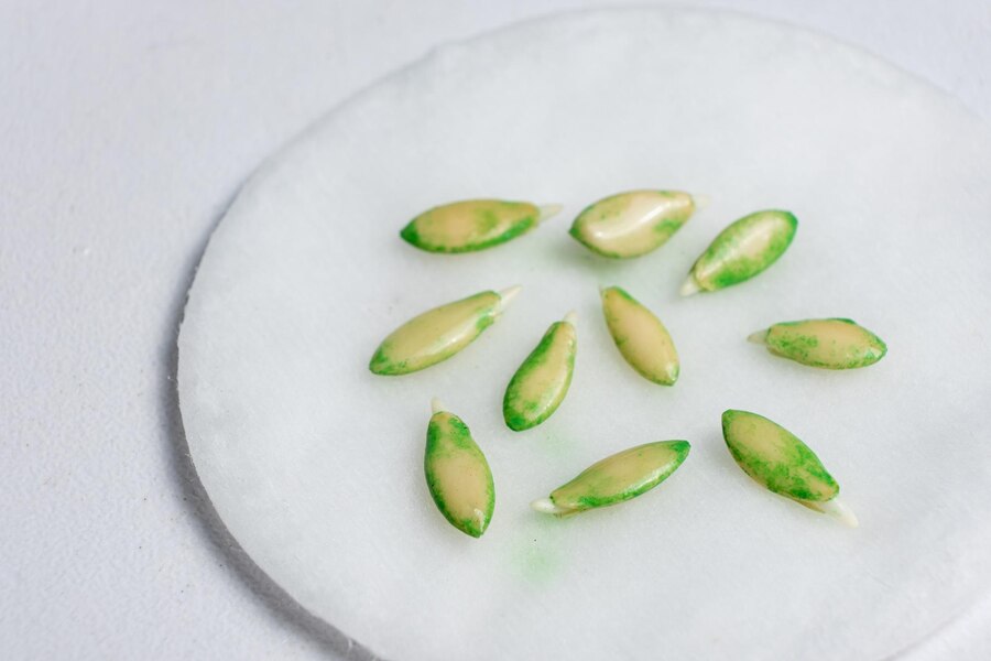 growing cucumbers from seeds 