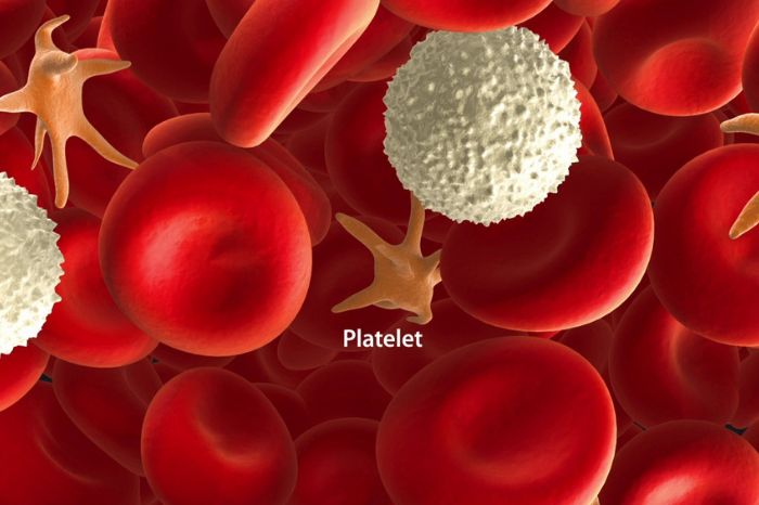 home remedies to increase platelet count in dengue and fast recovery 