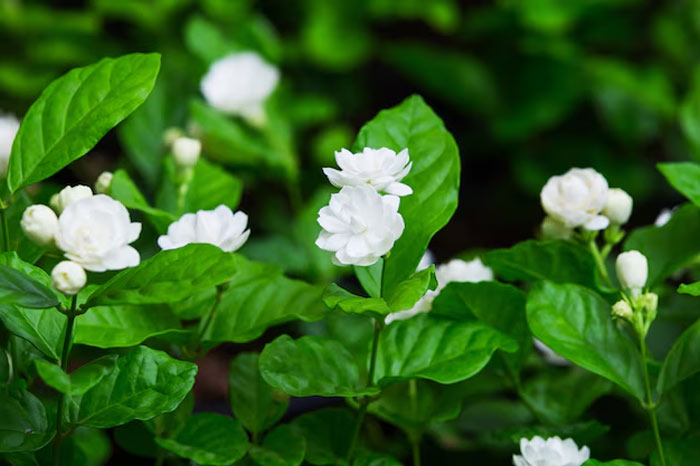 how to grow chameli plant in pot