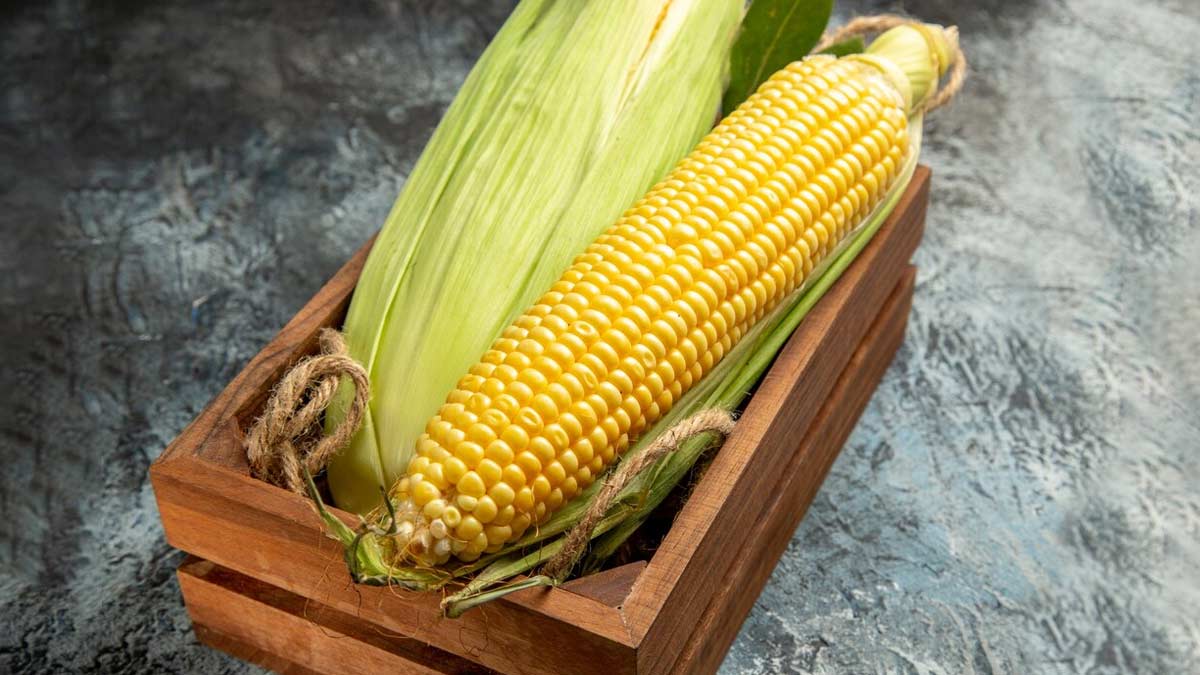 How To Grow Corn: Step-by-Step Tips | HerZindagi