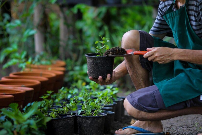 लंच बॉक्स हो गया है पुराना, तो गार्डन में ऐसे करें रियूज | how to reuse