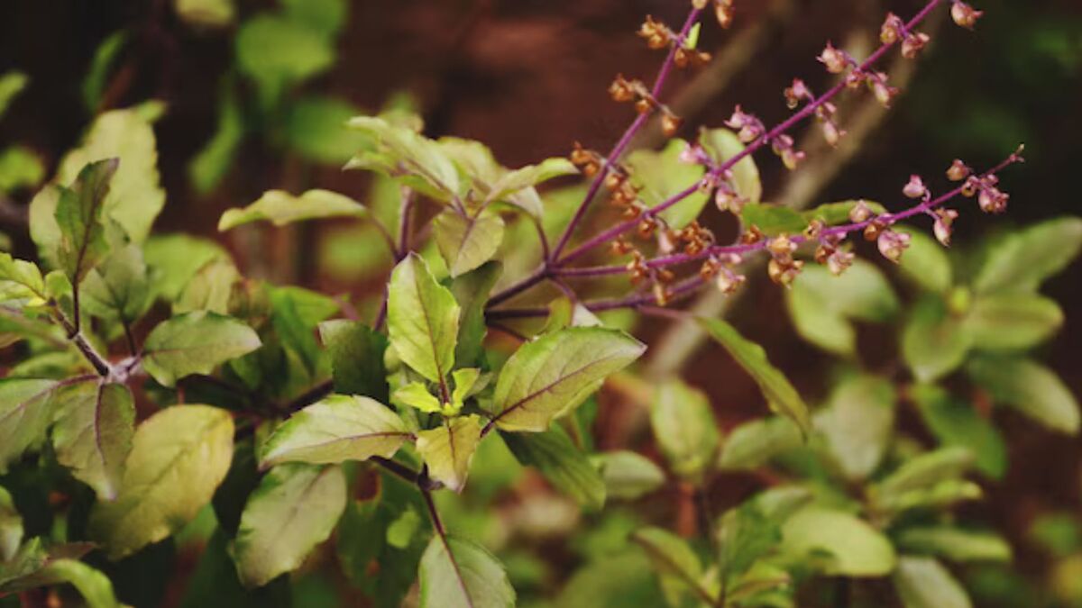 monsoon care tips for tulsi plants