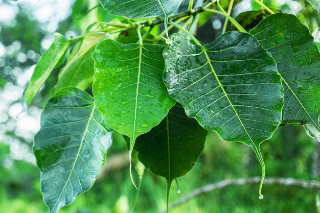 peepal tree indication