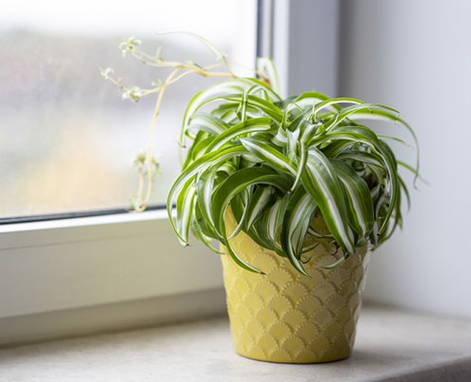 spider plant indoor Main ()