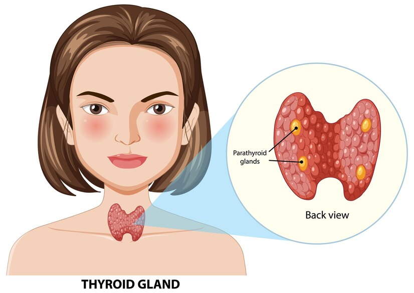 thyroid gland 