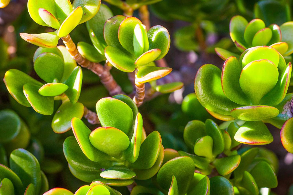 tips to take care of jade plant