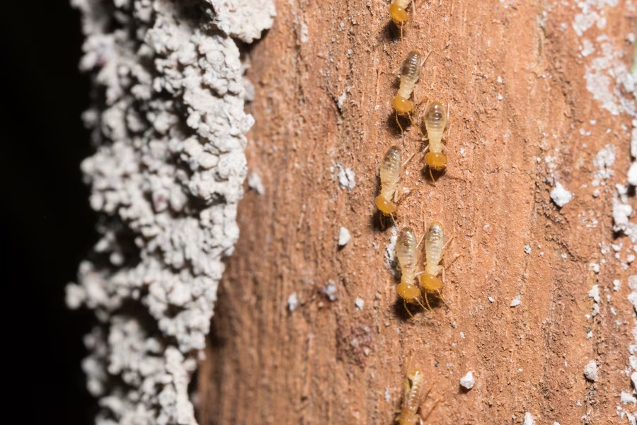 ways to control termite at home
