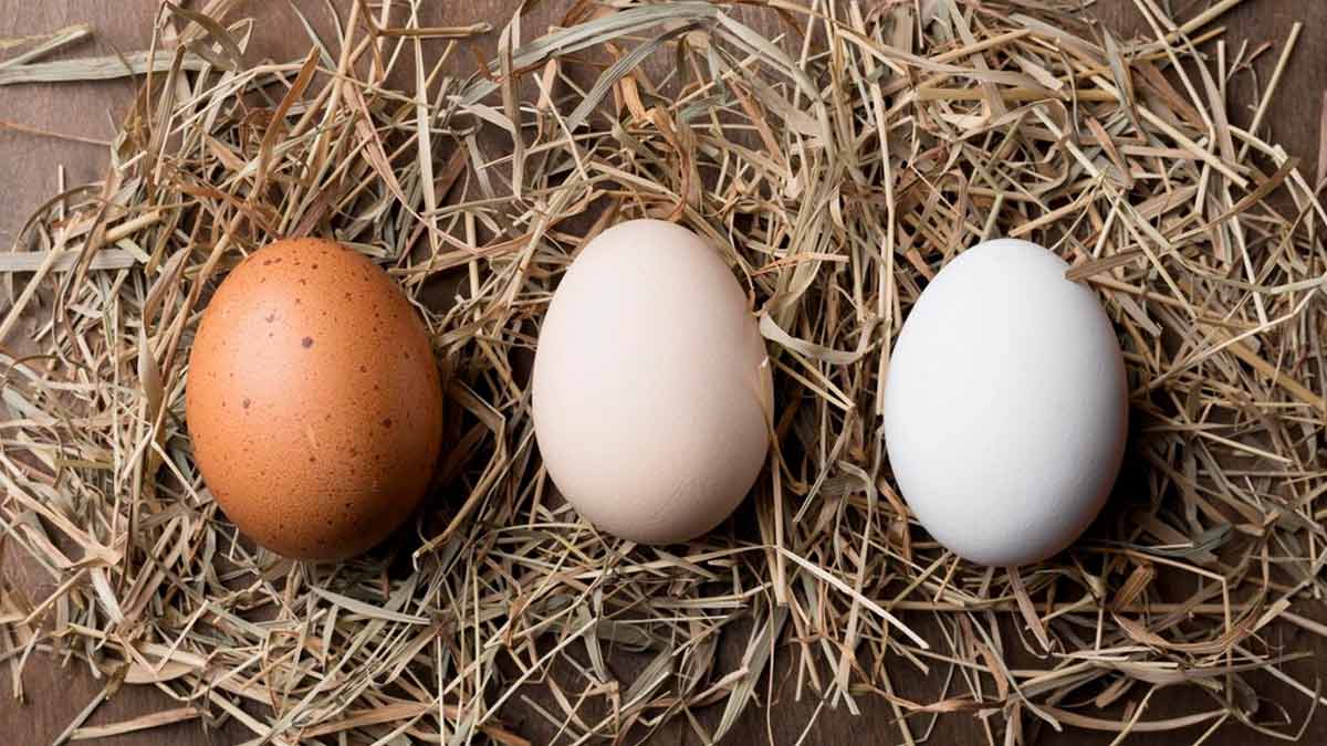 way to find rotten egg,