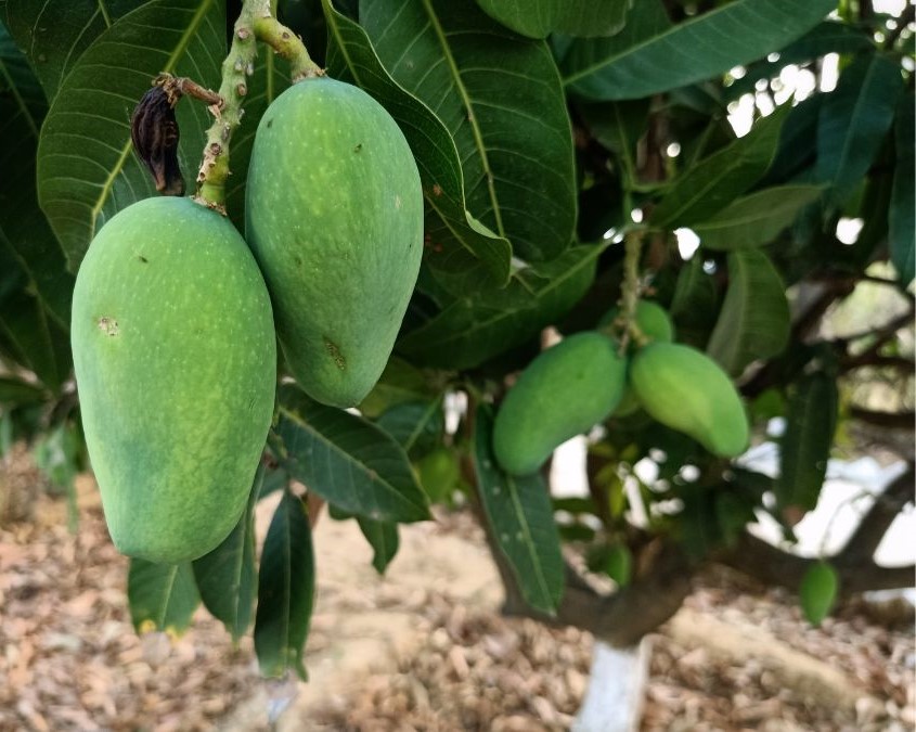 Astro Benefits Of Offering Water To Mango Tree
